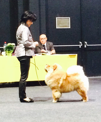 News - Chows - 2015 - Offenburg - Pearl