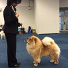 News - Chows - 2015 - Europasiegerschau Dortmund-4