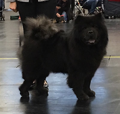 News - Chows - 2016 - Nürnberg - Ronja