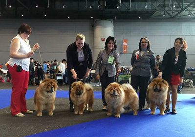 News - Chows - 2016 - IHA Genf - Chow-Chow de los Perros de Bigo