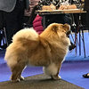 News - Chows - 2016 - IHA Genf - Pearl