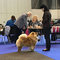 News - Chows - 2016 - IHA Genf - Pearl mit Eliane