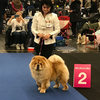 News - Nürnberg 2017 - Precious Pearl de los Perros de Bigo-3