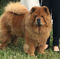 News - Chows - 2018 - CACIB Aarau-2