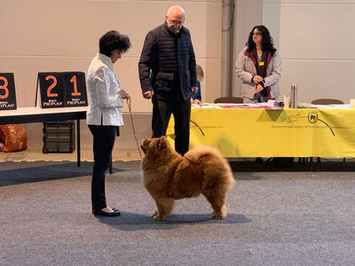 News - Chows - 2019 - Offenburg - Bazooka