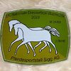 News - Pferde - 2023 - Dressurtage Buchs-4