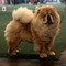 News - Chows - 2015 - Aarau - Pearl