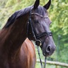 Unsere Pferde - Bilder 2014-22
