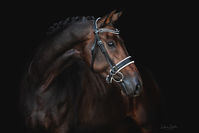 Unsere Pferde - Bilder 2018 - Spotlight (Okober)