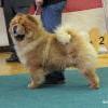 B-Wurf: Bodyguard - 2012 - Oktober - SCCC Clubschau (3)