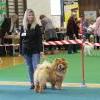 B-Wurf: Bodyguard - 2012 - Oktober - SCCC Clubschau (5)