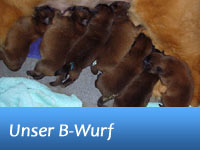 Unser B-Wurf - geboren am 15.05.2011