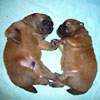 Unser B-Wurf - erste Bilder