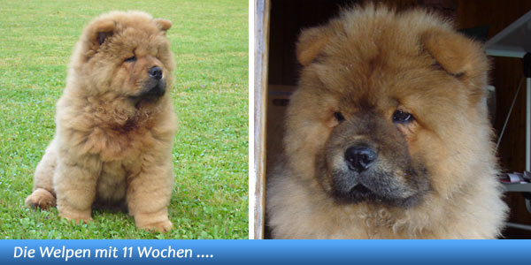 Unser B-Wurf - 11 Wochen alt